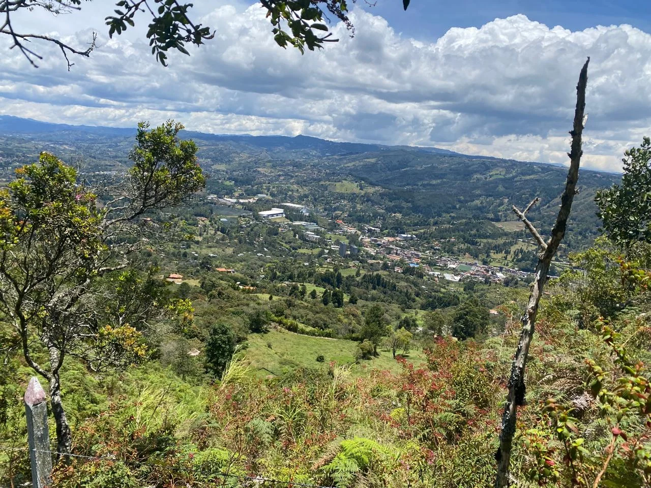 Entorno arbolado